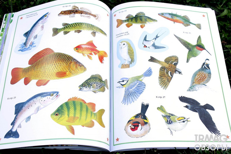 Книжка Мозаика-Синтез Чудо-наклейки Такие разные животные